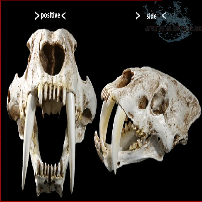 Аквариум для рыбок Клык Тигра анатомическая модель кость домашняя отделка кухни