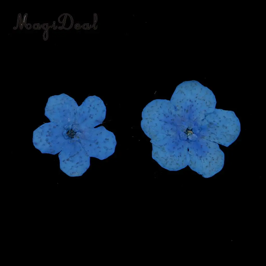 12 штук Forget-Me-Not настоящие сухие цветы украшение для полимерный литой Телефон чехол для украшения ногтей синий белый