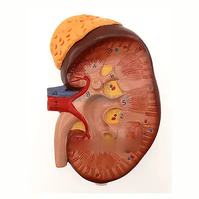 Анатомическая модель тракт почек нефароны кровеносные сосуды почечный клубок