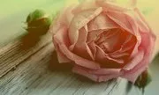 Новое поступление, серьги-гвоздики E874 в южнокорейском стиле, новые серьги ручной работы с цветами в подарок