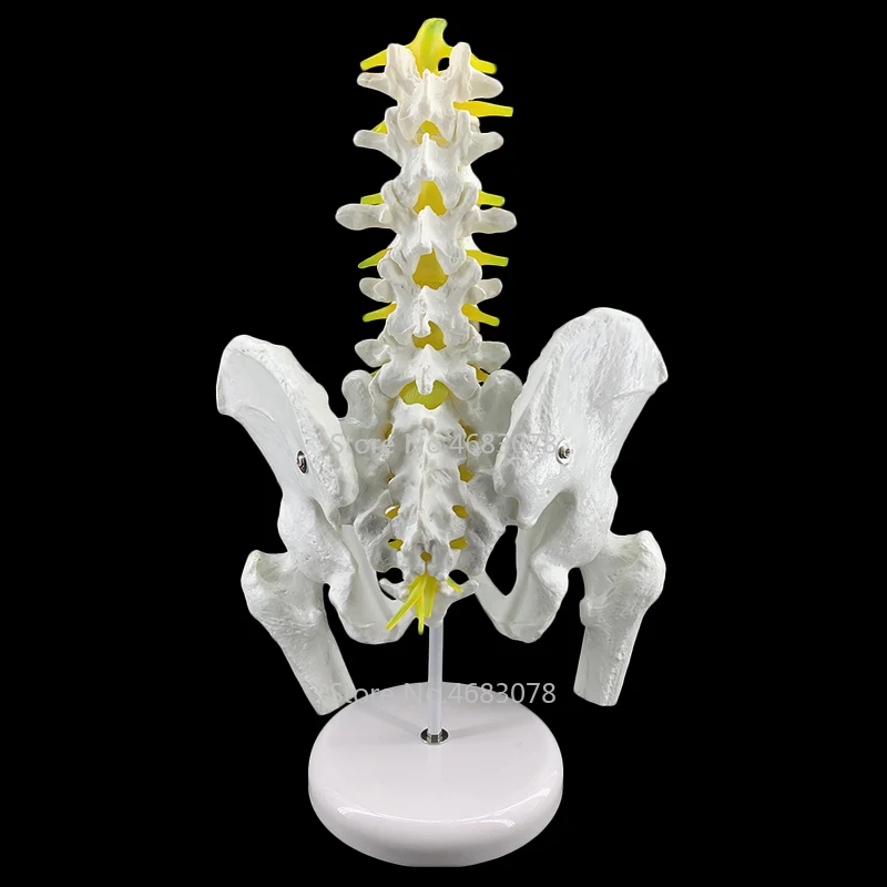 

Pelvic model with five lumbar spine models Human,skeleton model Femoral lumbar intervertebral disc model 28x23x18cm