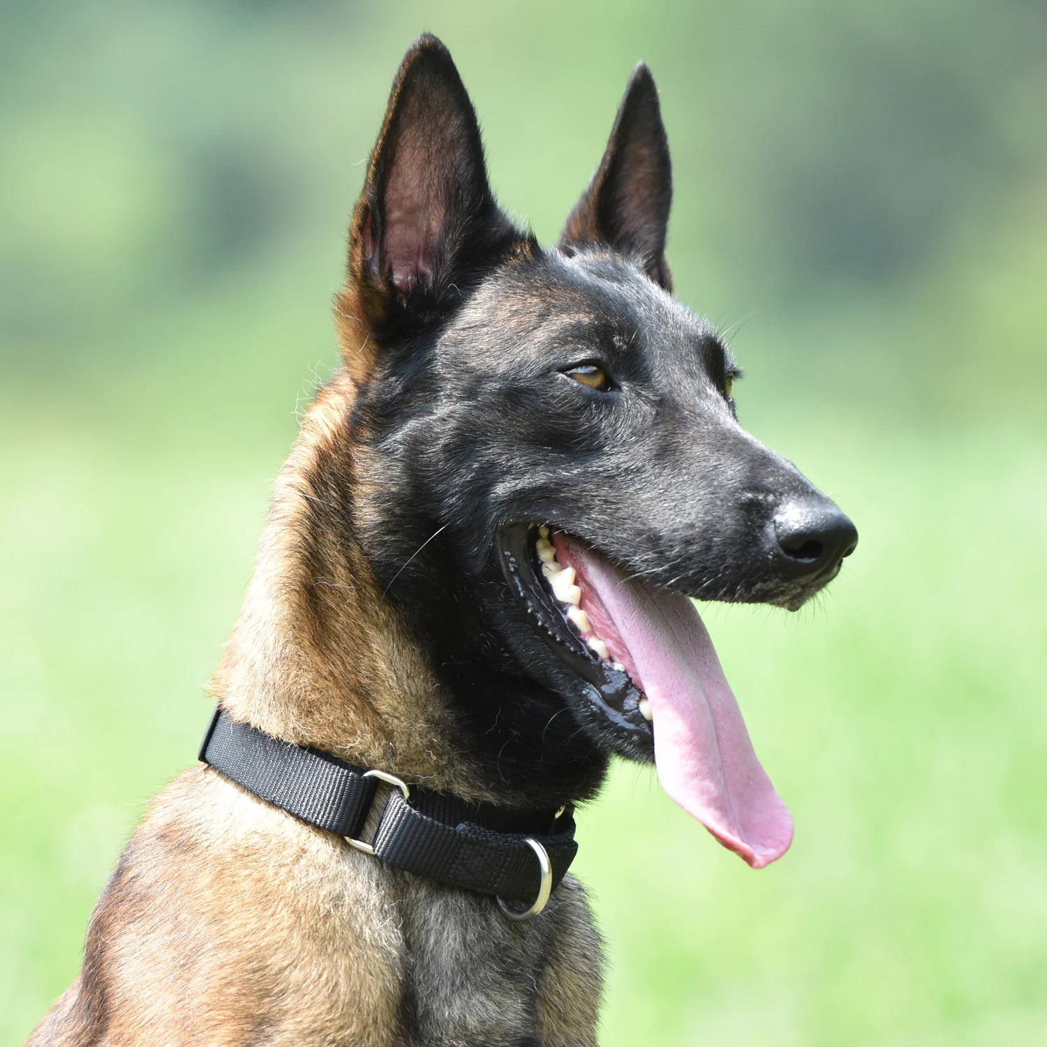 Нейлоновый тренировочный ошейник для собак регулируемые воротники вытягивания