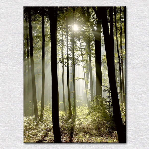 Красивая живописная фотография солнечного света в глубоком лесу полная