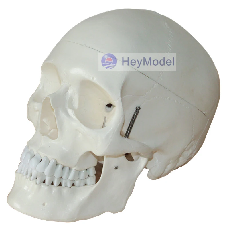 

HeyModel Medical Use Human Skeleton skull Model Size 1: 1