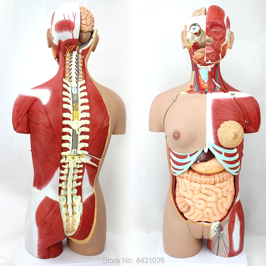 ENOVO Anatomical model of anatomy of the body organ of 85CM human organ system enovo medical proteinuria model human kidney model renal corpuscle anatomy of urologic hypertension