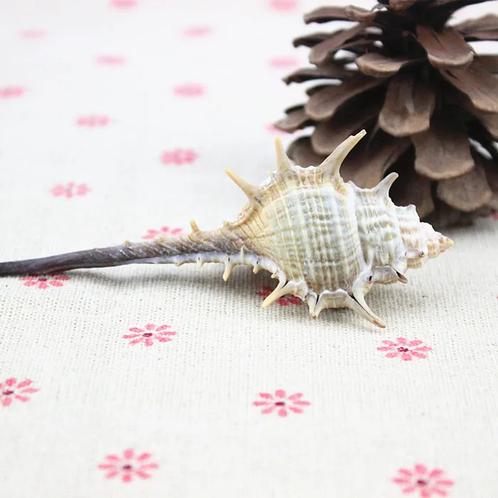 

10pcs Natural thorn lo screw fish tank decoration home decoration shell