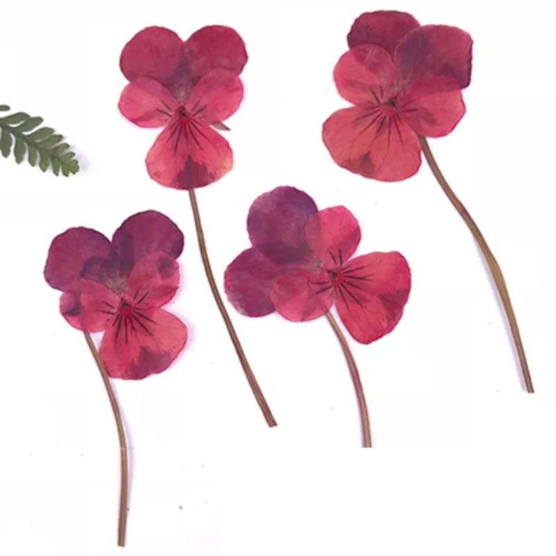 Rose Red on stems Блестящие желтые анютины глазки сушеные пресс цветы образцы для детей ручной работы класса 120 шт - Цвет: Rose Red on stems