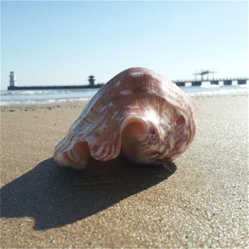 13 15 см декор для стола из натуральной раковины аквариума морской натуральный