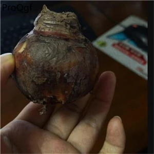 bulb Ngryise комплект из 3 предметов - Цвет: bulb