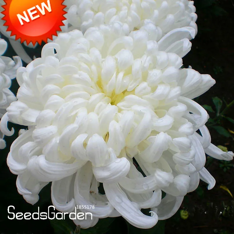 Ограничитель времени! бонсай из цветов в горшке белая хризантема Флорес красивые