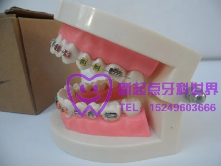 

Correcting tooth dental tooth model Dental Orthodontic Tooth Model free shipping
