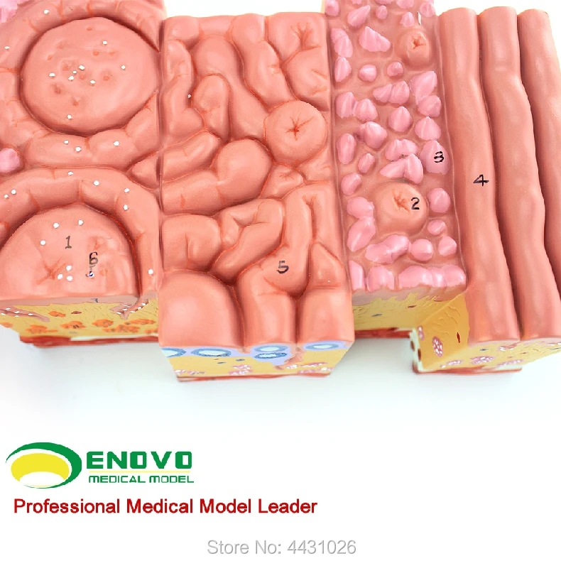 

ENOVO The anatomy model of the tongue of the human tongue