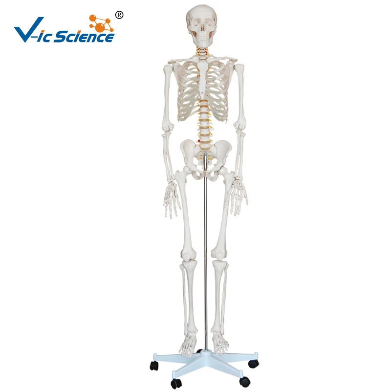 Life Szie 180 см медицинская человеческая пластиковая медицинская модель скелета научная учебная для студентов