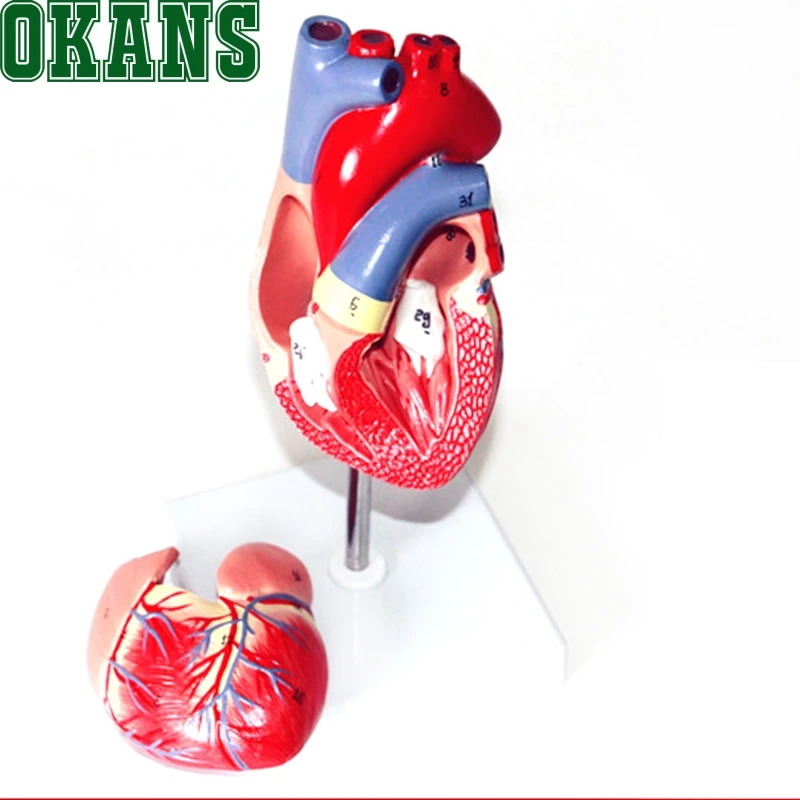 1: 1 модель сердца B ультразвуковая цветная кардиологическая медицина|heart model|heart