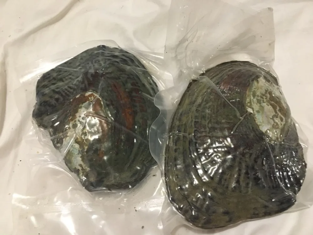 Большой жемчуг устриц 5 шт. большой натуральный пресноводной с жемчугом