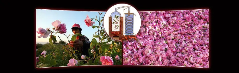 Эфирное масло ARTISCARE Rose+ эфирное масло с розмарином, Отбеливающее увлажняющее, против пятен, уменьшает поры, поднимает кожу, красота, уход за кожей