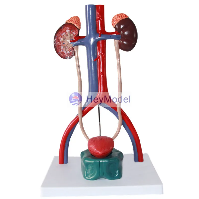 HeyModel Human модель мочевыделительной системы|system|system model |