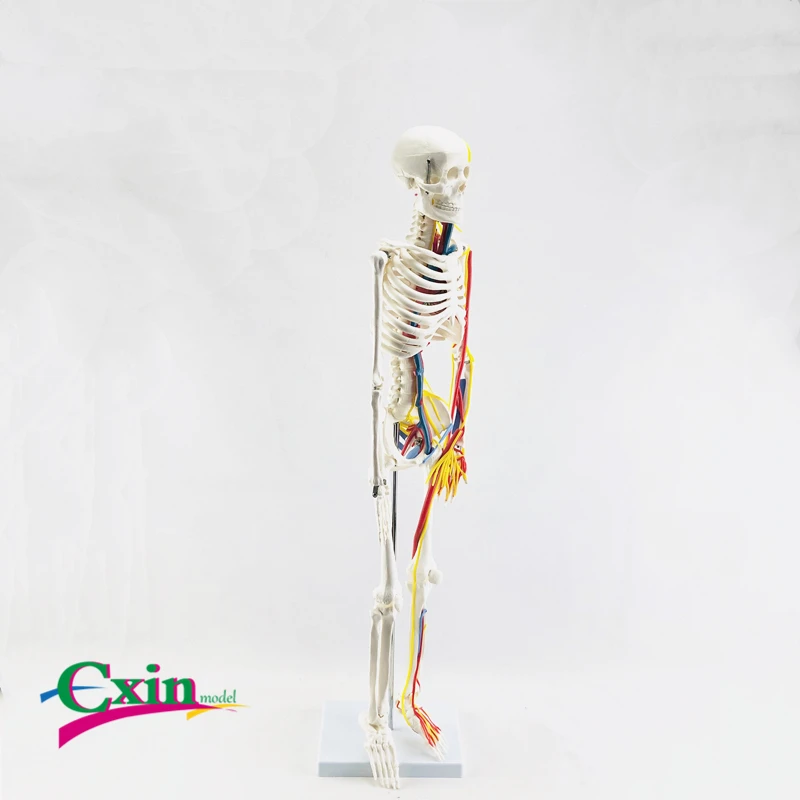 85 см человеческие кости с сердцем и кровеносными сосудами | Канцтовары для офиса