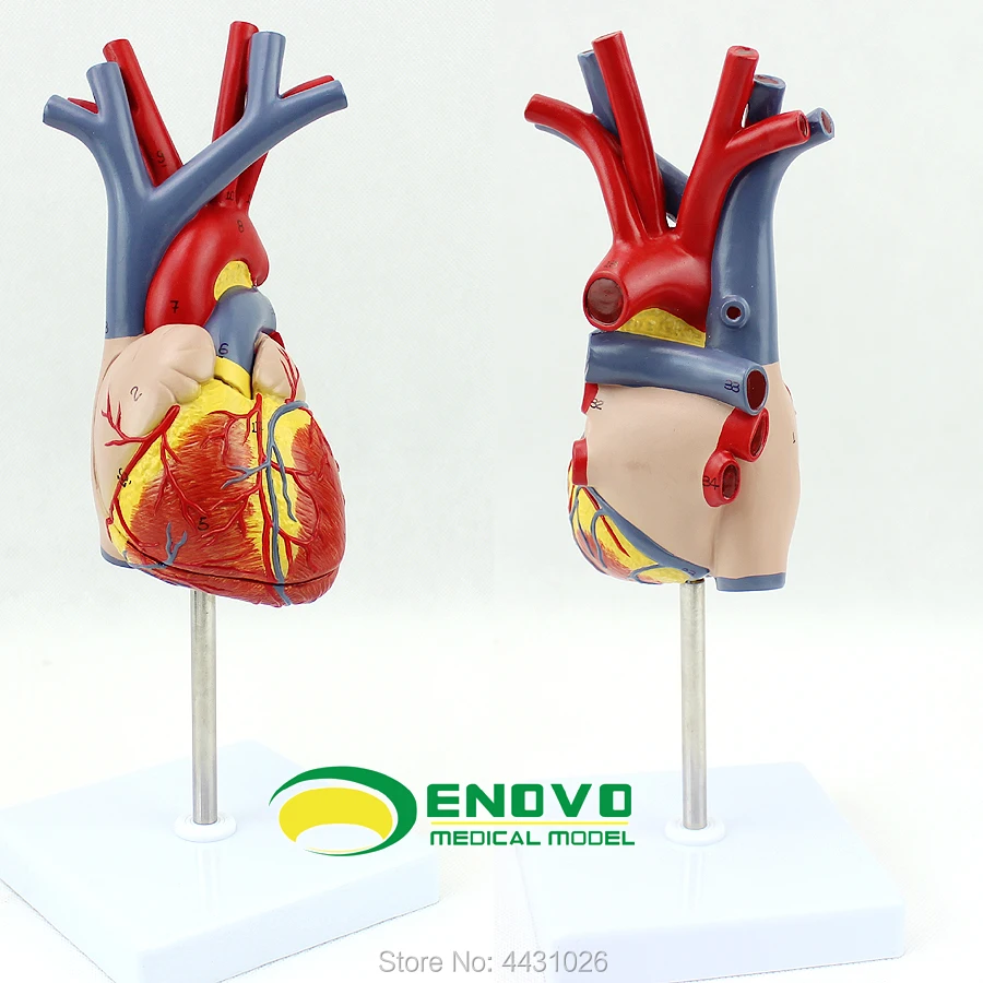 

ENOVO Human heart model medical cardiology cardiac interventional anatomy teaching coronary artery