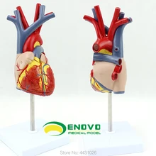 ENOVO модель сердца человека медицинская кардиология сердечная