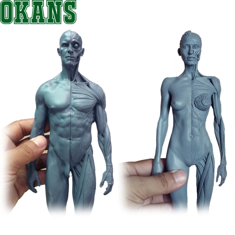 Модель человеческого анатомического органического тела высота 30 см|structure|structural