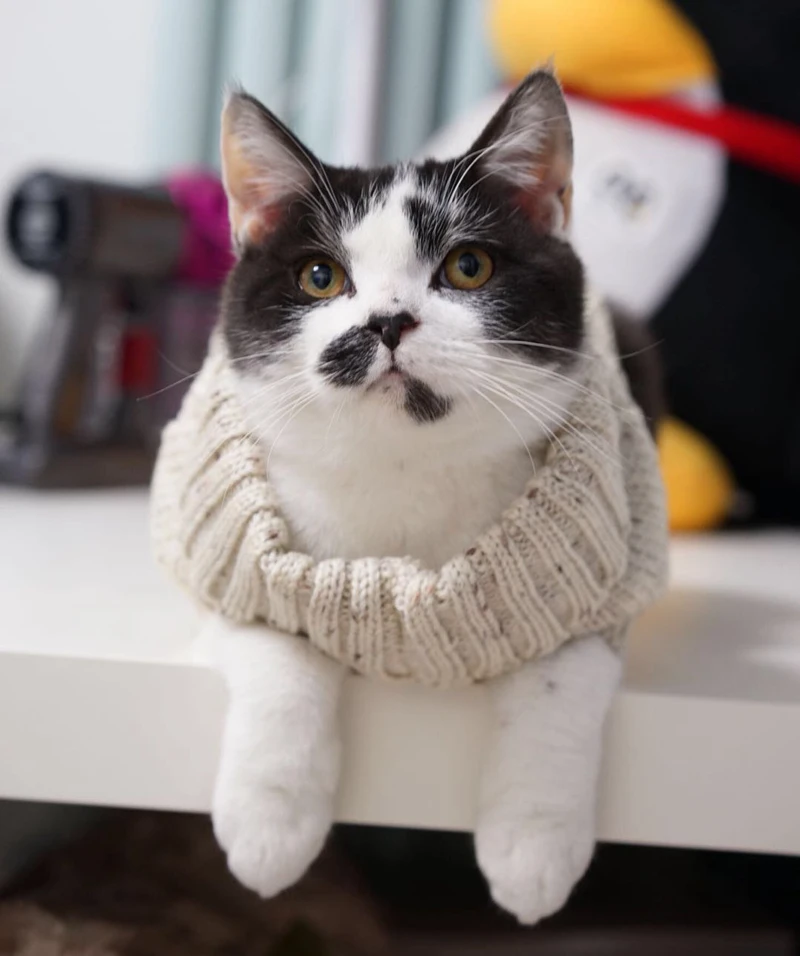 [MPK кошачьи свитера] дизайн Pet свитер для кота, свитер для собаки