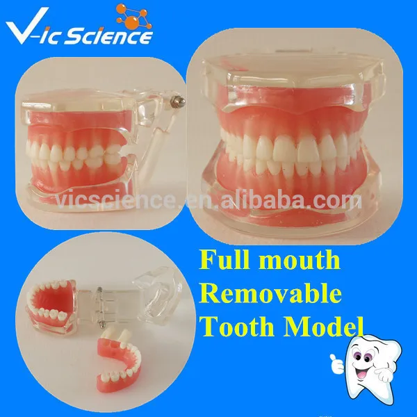 28 шт Стандартный Полный рот мягкая резинка съемные зубы модель|teeth model|teeth mouthteeth gum