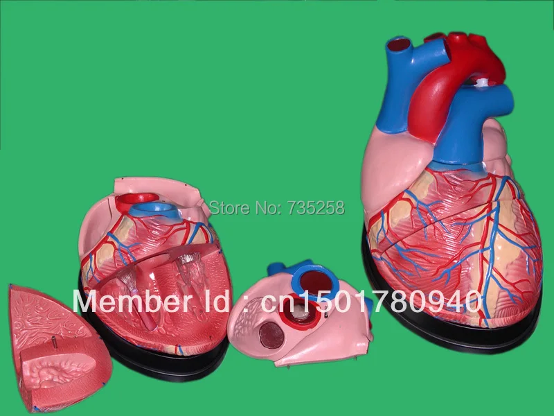 

Human Heart Model,Heart Amplification Model,Heart anatomy Model