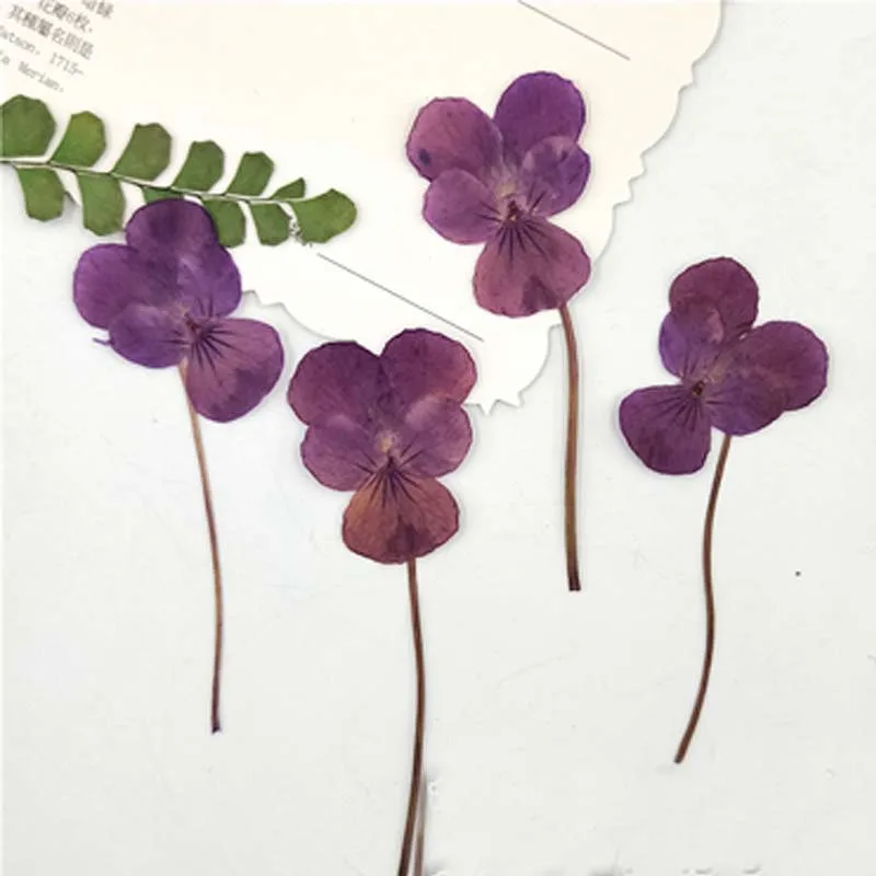 Pink Purple On Stems Блестящие желтые анютины глазки сушеные пресс цветы образцы для детей ручной работы класса 120 шт - Цвет: Pink Purple On Stems