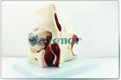 Увеличьте человеческий анатомический глазной глаз и гнездо для анатомическая