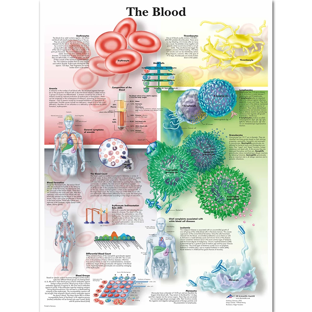 

WANGART Anatomy Pathology The Blood Chart Paintings Canvas Print Poster Wall Pictures for Medical Education office Home Decor