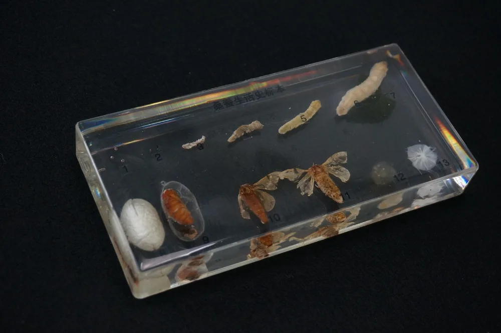 

Life Cycle Of Silkworm Specimens In Clear Lucite Educational Instrument