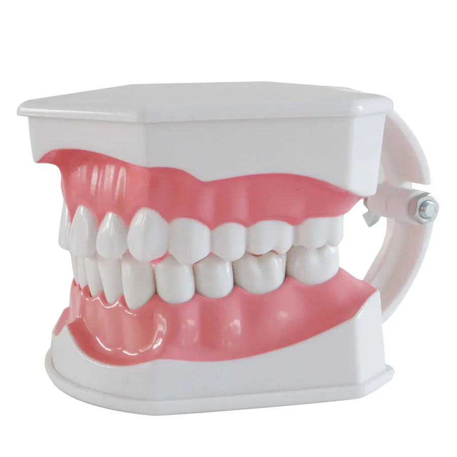 Модель зубов для взрослых Стандартный Стоматологическое обучение исследование