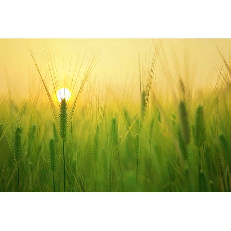 5D алмазная картина Пшеница Спайк декоративный пейзаж Вышивка крестиком DIY