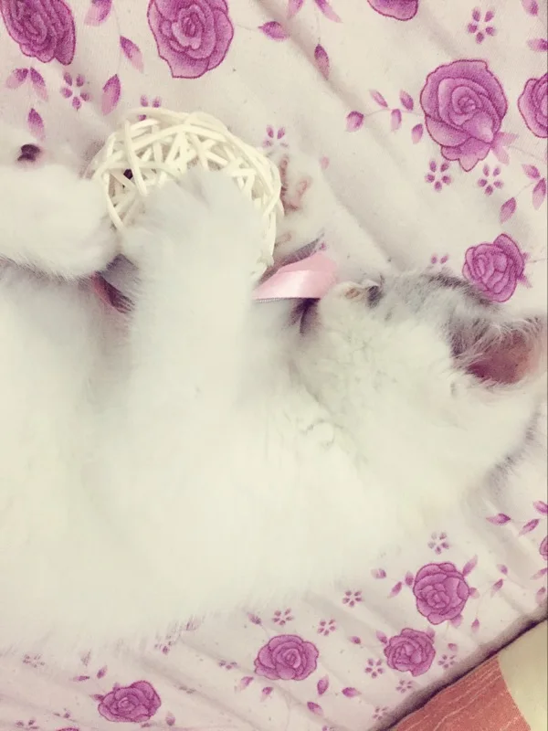 Любимая игрушка из натурального ротанга для кошек плетеные шарики трости с