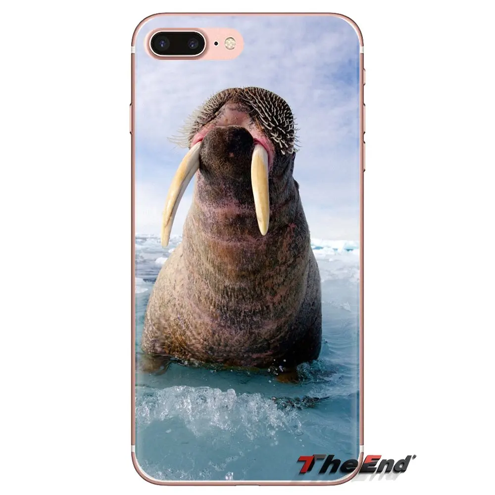TPU Shell Case Walrus Odobenus rosmarus Russian Arctic For Samsung Galaxy J1 J2 J3 J4 J5 J6 J7 J8 Plus 2018 Prime 2015 2016 2017 |
