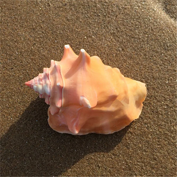 Lobatus gigas натуральное ремесло ракушка улитки 7-10 см аквариумные украшения для