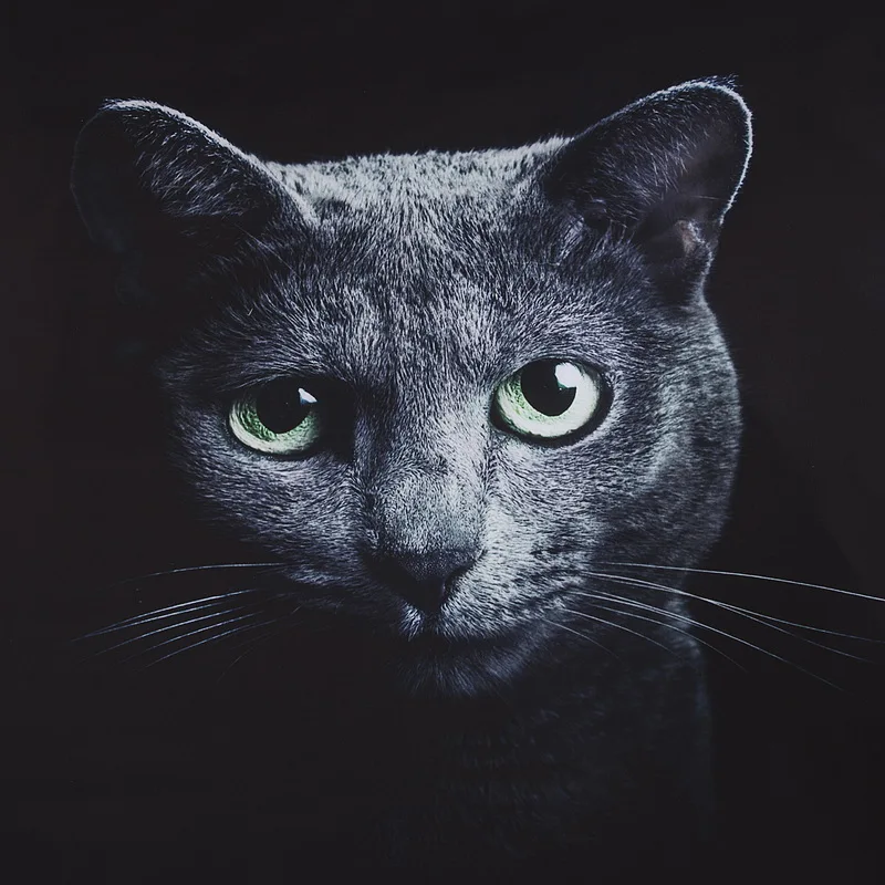 2/3 шт. 3D черная кошка Owl постельные принадлежности для мультфильм Животные одеяло