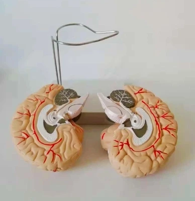 

teaching medical teaching instrument skeleton model brain model