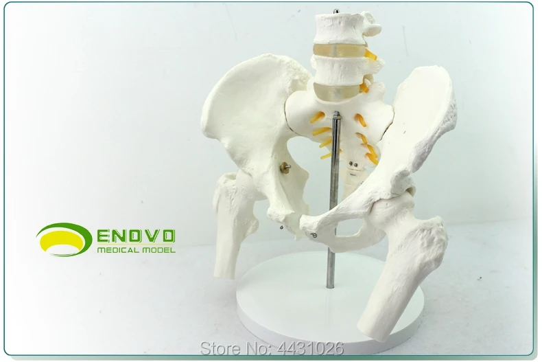 ENOVO Pelvis Model Human Skeleton Model Two Lumbar Vertebrae and Femur Model Orthopedics Spine Model Anatomy Medical Tool