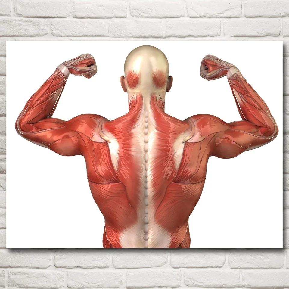 FOOCAME мышц анатомии дома фотографии Гостиная задняя Арт холст картины настенные