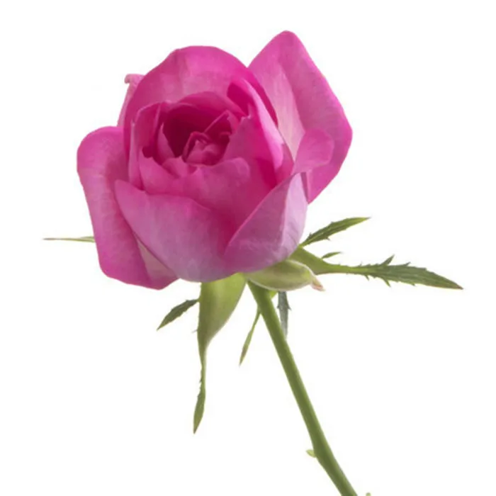 100% натуральный шелк тутового шелкопряда сделай сам вышивка Сучжоу наборы узоров