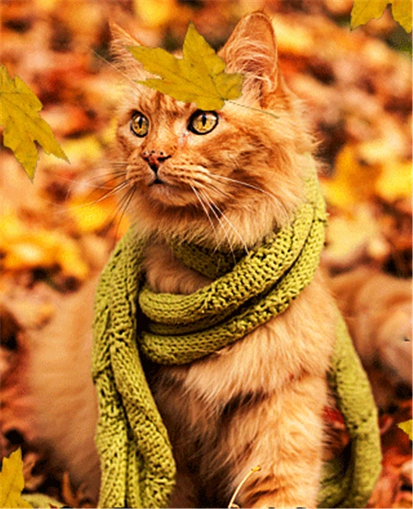 DIY Mosaic Diamond Painting Cross Stitch kits animal cute cat full Resin square Diamonds Embroidery needlework Home Decor z677 | Дом и сад