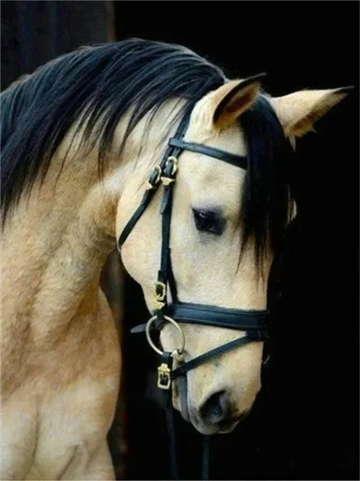 AP4325 Huacan Алмазная вышивка Horse 5D DIY Алмазная картина вышивка крестиком изображение мозаики стразами домашний декор - Цвет: AP4325