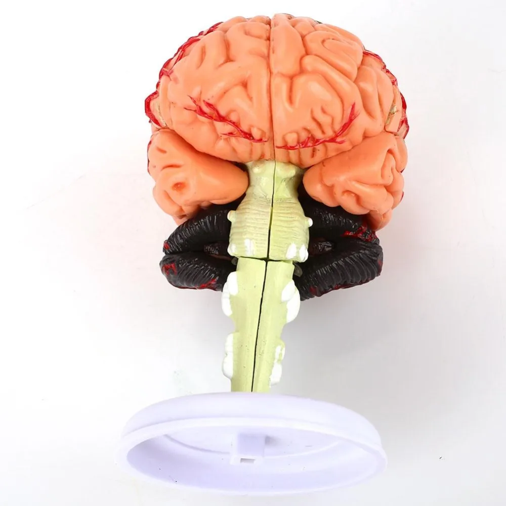 Разобранная модель человеческого мозга анатомический мозг для школьной