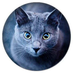 C002 ZDYING 5 шт. милое животное, кошка стекло кабошон, 12 мм/20 мм/25 мм стекло Pet кошки художественное изображение купол DIY ювелирные изделия ручной работы - Цвет: C002