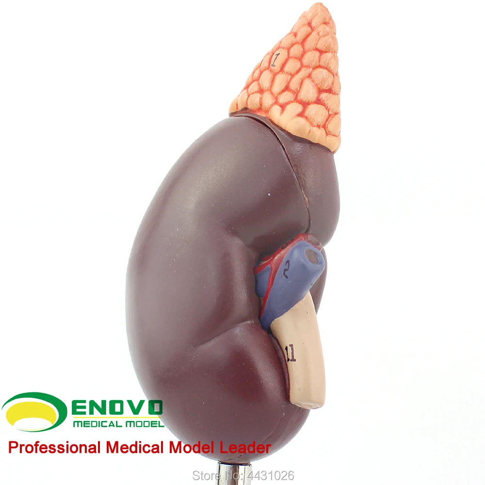 

ENOVO The renal structure of renal structure model of renal structure