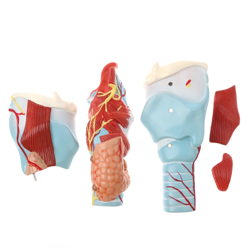 5 шт. модель Pharynx Larynx лабораторное оборудование для обучения|Наука| |