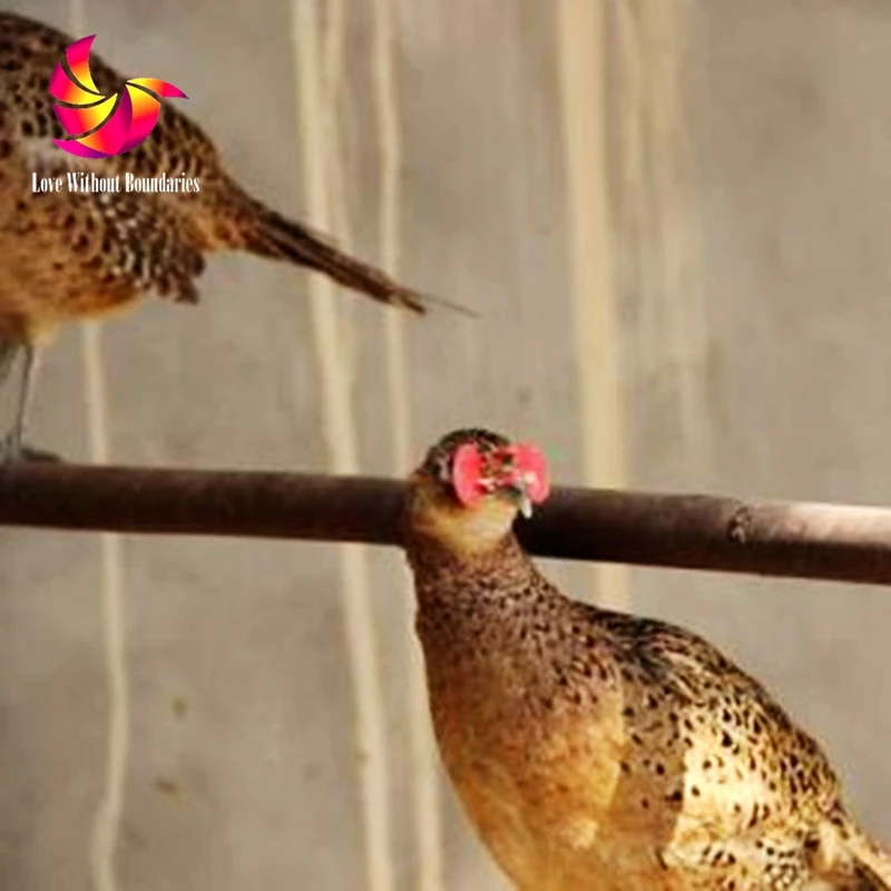 Куриные очки и птичьи чтобы предотвратить драки мелкие слепые глаза повреждение