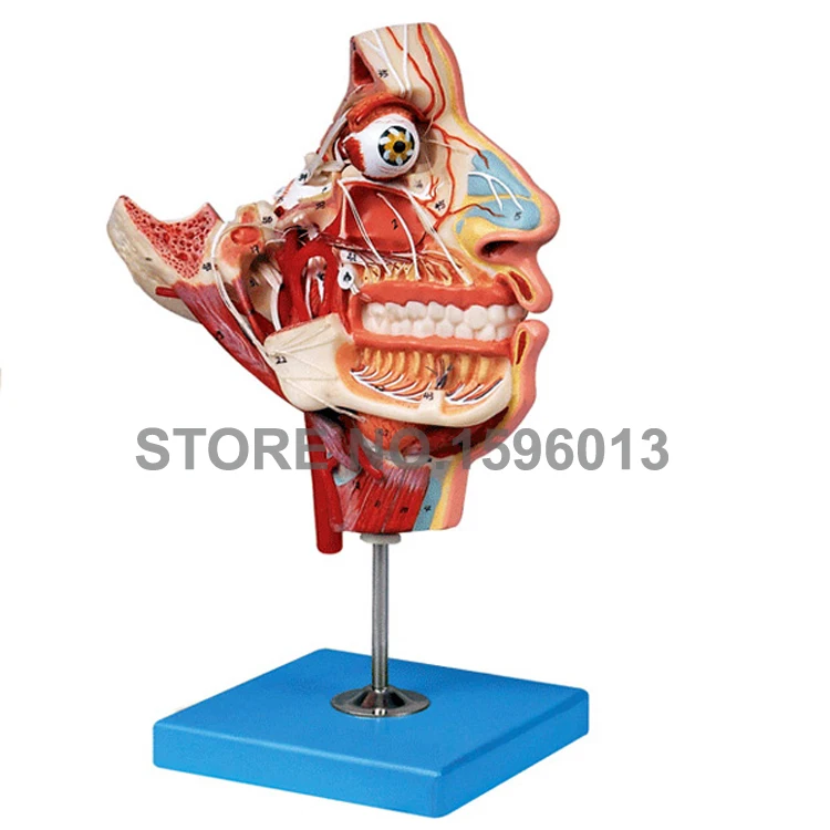 Двухсторонняя голова и лицо анатомическая Учебная модель мышцы нервы сосуды в